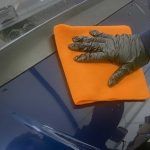 Spring buggy preparation